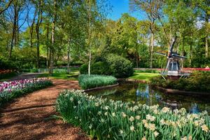 keukenhof Blume Garten. lisse, das Niederlande. foto