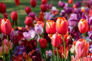 Blühen Tulpen Blumenbeet im keukenhof Blume Garten, Niederlande foto