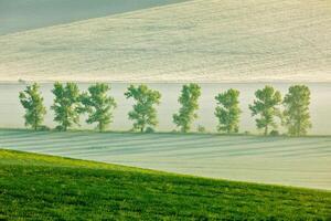 mährisch rollen Landschaft mit Bäume im früh Morgen foto