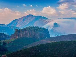 Grüntee-Plantagen in Munnar, Kerala, Indien foto