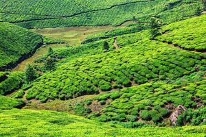 Tee Plantagen im Kerala, Indien foto