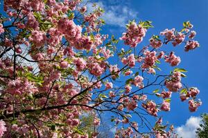 Blühen Baum Ast im keukenhof Blume Garten, Niederlande foto