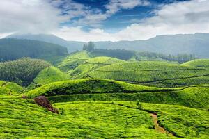 Tee Plantagen, Indien foto