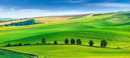 rollen Landschaft von Süd Mähren mit Bäume. foto