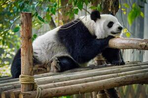 Riese Panda Bär im China foto