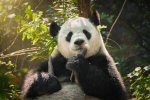 Riese Panda Bär im China foto