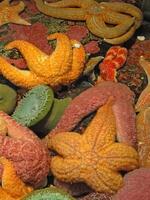 Orange und lila Seestern und Meer Anemonen, foto