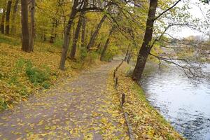 schön Natur Herbst Landschaft mit See. Landschaft Aussicht auf Herbst Stadt Park mit golden Gelb Laub im wolkig Tag foto