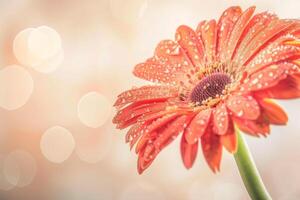 ai generiert beschwingt Orange Gerbera mit Tau, Frühling Karte Design foto