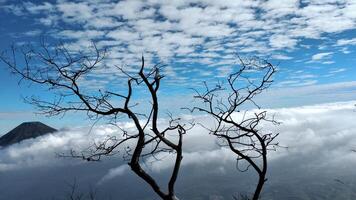 tot Baum auf das oben von das Berg mit Blau Himmel und Wolken foto