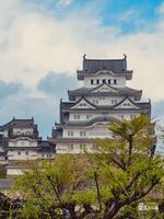 Bäume im Betrachtung von ein Japan Tempel foto