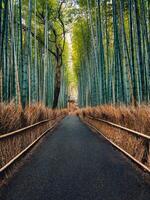 Pfad im das Bambus Wald, Japan foto