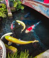 bunt Fische unter ein Brücke im Japan foto