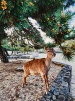 ein Kitz im ein japanisch Park foto