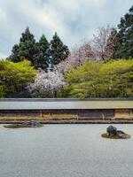 Bäume Umgebung das Meditation Stelle im Japan foto