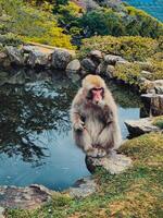 japanisch Affe Essen im das Natur foto