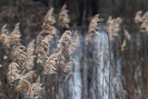 Gelb trocken Schilf durch das Fluss. Strand trocken Gras, Schilf, Stiele flattern im das Wind im Gold. horizontal. foto