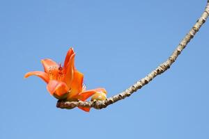 rot Baumwolle Baum ist ein mehrjährig Pflanze. Blüten beim das endet von das Geäst. das Single Blumen sind groß und gruppiert im rot und orange. das Base von das Blume ist ein solide Tasse oder Kelch stecken zusammen. foto