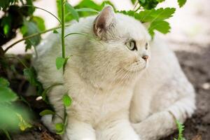 Erwachsene Katze Rasse schottisch Chinchilla von Licht grau Farbe, Spaziergänge draußen foto