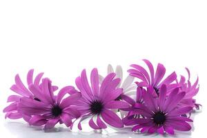 schön Weiß und lila Osteospermum Blumen auf Weiß Hintergrund foto