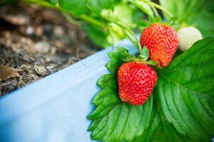 reif rot Erdbeeren wachsen auf ein hölzern Garten Bett foto