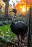 ai generiert Strauß Gehen im das Park beim Sonnenuntergang foto