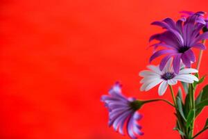 schön Weiß und lila Osteospermum Blumen auf rot Hintergrund foto