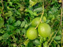 drei Grün Zitronen Das werden bald reifen aussehen fruchtbar im das Landwirte Garten foto