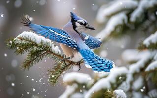 ai generiert das ausziehen, starten, abheben, losfahren von ein Blau Jay von ein Schnee drapiert Kiefer foto