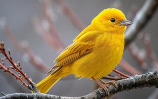 ai generiert herbstlich Barsch von das golden Vogel foto