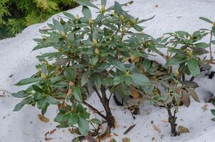 Rhododendron Busch im das Garten im Winter foto