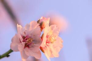 extrem Nahansicht von Rosa Mandel Blüten gegen Blau Himmel - - selektiv Fokus 11 foto