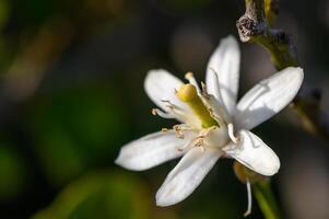 Zitrone Blumen auf das Baum mit verschwommen Blumen Hintergrund 5 foto