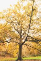 bunt Herbst Wald im das Brabantse wouden National Park. Farbe während Oktober und November im das Belgier Landschaft. das Vielfalt von atemberaubend Natur foto