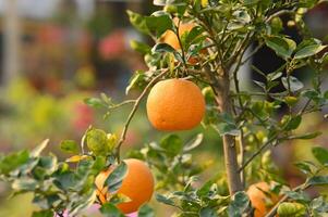 Orangen auf Baum. foto