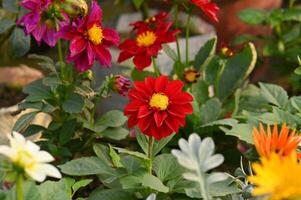 Foto von Zinnie Blumen im das Garten