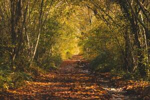 bunt Herbst Wald im das Brabantse wouden National Park. Farbe während Oktober und November im das Belgier Landschaft. das Vielfalt von atemberaubend Natur foto