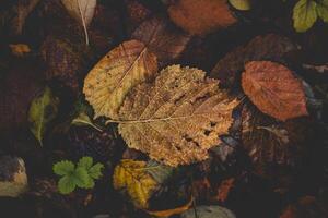 bunt Herbst Wald im das Brabantse wouden National Park. Farbe während Oktober und November im das Belgier Landschaft. das Vielfalt von atemberaubend Natur foto