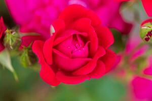 ein Kirsche rot Rose blühen ruhen im das Schatten warten zum das Sonne foto