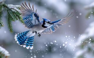 ai generiert Blau Jay mit Flügel aufgeregt bereitet vor zu Barsch auf ein Schnee gekleidet Kiefer foto