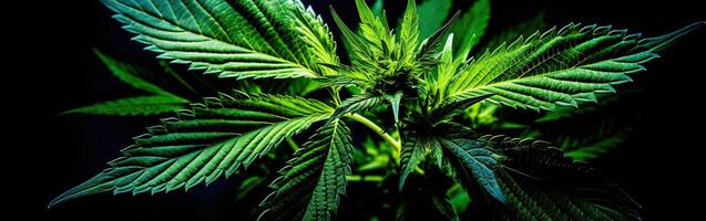 ai generiert frisch Grün Marihuana Pflanze auf ein dunkel Hintergrund. medizinisch Marihuana Anbau. foto