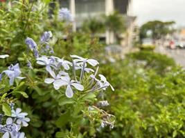 Blühen Blumen im städtisch Garten foto