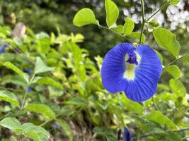 beschwingt Blau Blume inmitten Grün Laub foto