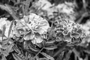 feine wild wachsende Ringelblume Calendula auf Hintergrundwiese foto