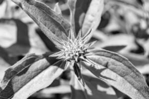 feine wild wachsende Blume Aster falsche Sonnenblume auf der Hintergrundwiese foto