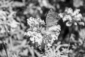 schöner Blumenschmetterlingsmonarch auf Hintergrundwiese foto