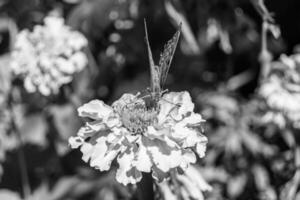 schöner Blumenschmetterlingsmonarch auf Hintergrundwiese foto