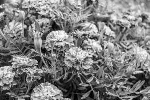 feine wild wachsende Ringelblume Calendula auf Hintergrundwiese foto