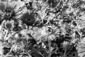 schöne wilde Blume geflügelte Biene auf der Hintergrundlaubwiese foto