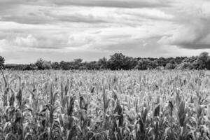 Fotografie zum Thema Big Corn Farm Field für die Bio-Ernte foto